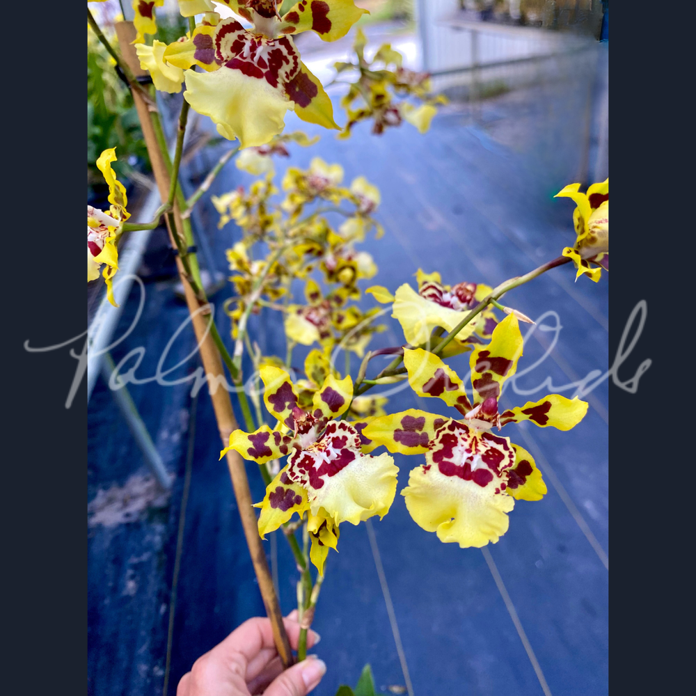 Ons. Wildcat '1229' — Palmer Orchids